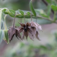 Trichodesma zeylanicum (Burm.f.) R.Br.